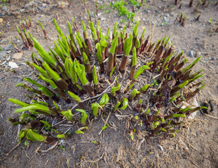 Fresh green leaves at spring. Selective focus with shallow depth of field.
