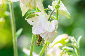 Marmalade hoverfly (Episyrphus balteatus) on white Aquilegia flower
