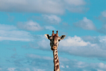 Fototapety  Giraffe and the SKy