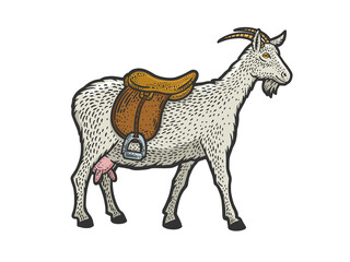 saddle goat color sketch engraving vector illustration. T-shirt apparel print design. Scratch board imitation. Black and white hand drawn image.