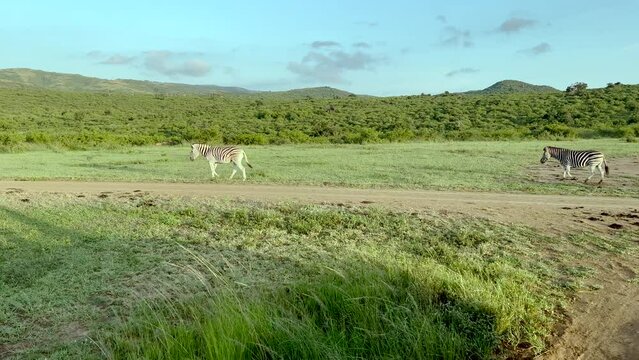 Zebras im Naturreservat Hluhluwe Nationalpark S&uuml;dafrika