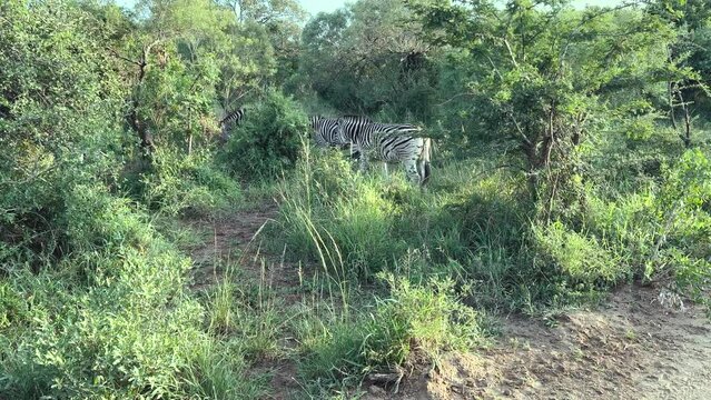 Zebras im Naturreservat Hluhluwe Nationalpark S&uuml;dafrika