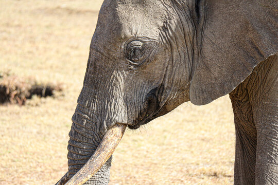 close up of a elephant