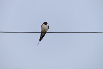 A alone swallow sits on the wires
