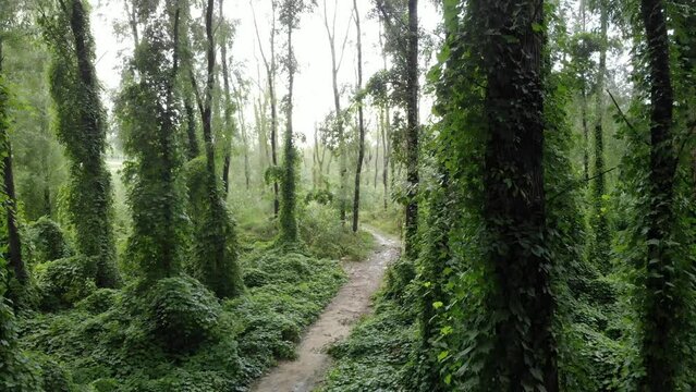 Jungle in the city. Amazing place