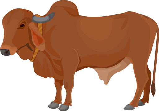 Zebu bull. Brahman cattle. Indian bull