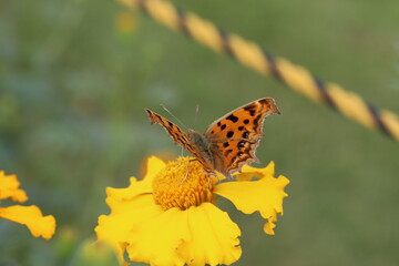秋の日本の庭に咲く黄色いマリーゴールドの花の蜜を吸うキタテハ