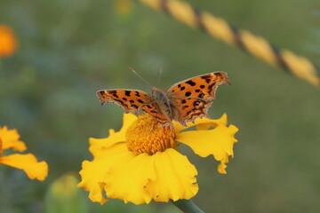 秋の日本の庭に咲く黄色いマリーゴールドの花の蜜を吸うキタテハ