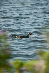 Wild duck in Kralingen lake in Rotterdam, the Netherlands