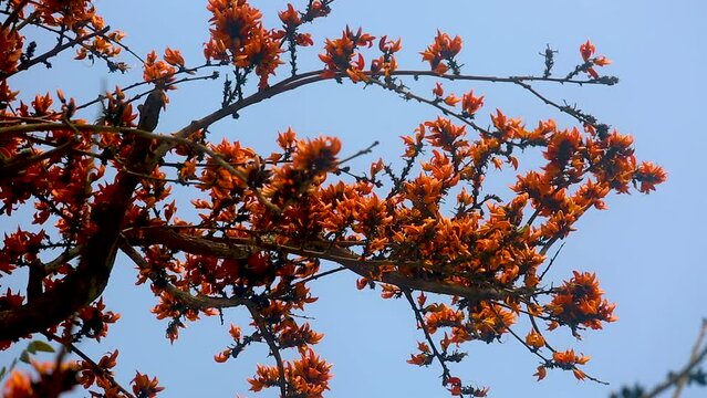 The red-orange Palash flowers have blossomed in the Palash tree. Orange flowers tree view in on midday against the sun. 4k video.
