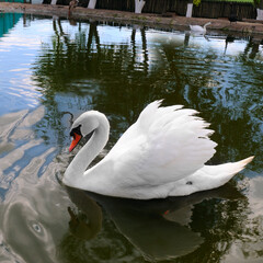 Lovely white swan on the pond.