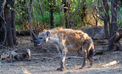 A spotted hyena isolated at the bones at an old kill in the Kruger National Park in South Africa