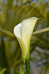 Garden calla lily