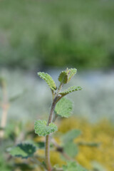 Catmint Six Hill Giant