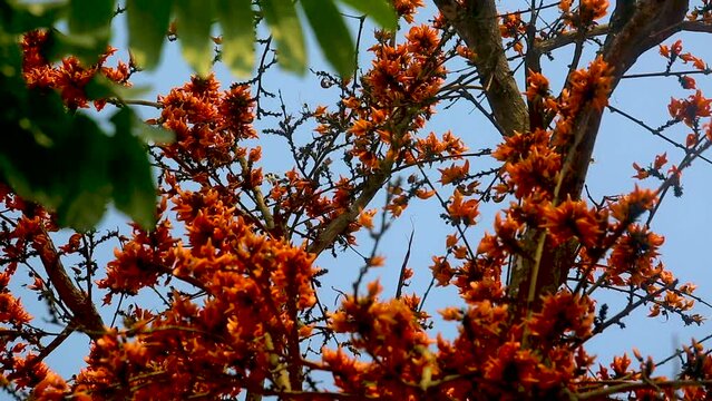 The red-orange Palash flowers have blossomed in the Palash tree. Orange flowers tree view in on midday against the sun. 4k video.