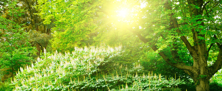 Shady summer park. Bright day.Wide photo .