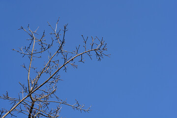 Cretan maple