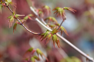 Japanese Maple Berry Broom