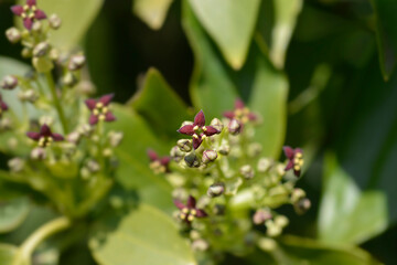 Japanese laurel