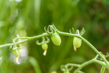 トマト, ミニトマト