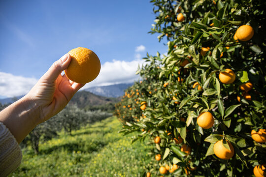 Orange Grove