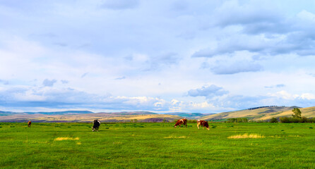 Cows grazing in a field. Panorama of grazing cows in a meadow with green grass, and in the background the sunrise in a small haze.