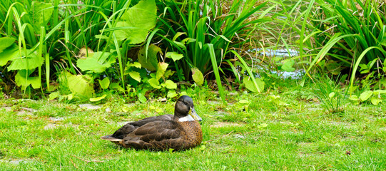 Duck rests on a green lawn on the lake shore on a sunny day. Wide photo.