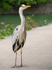 Great Blue Heron Standing Looking to its right both feet on ground