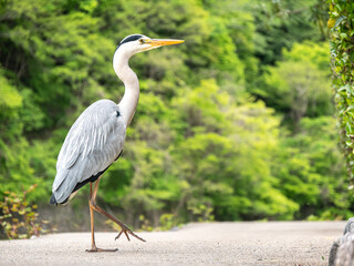 Great Blue Heron Standing Looking to its right both feet on ground