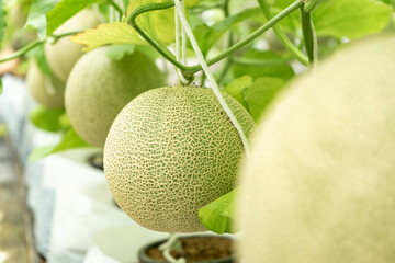 Young melons growing supported by string melon nets in greenhouse. organic farm. Cantaloupe, Farm, Food, Fruit - obrazy, fototapety, plakaty