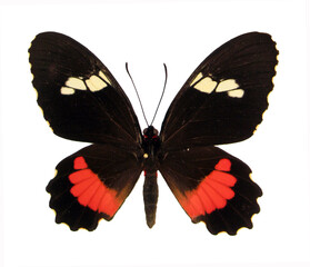 Butterfly isolated on white. Red black butterfly Parides arcas close up. Papilionidae. Collection butterflies. Entomology.