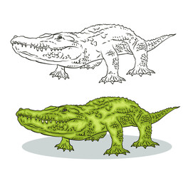  




Vector image of a crocodile.
 Black and white and color illustration. Coloring book for children.