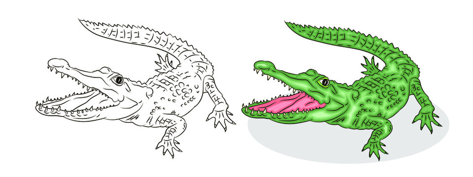  




Vector image of a crocodile.
 Black and white and color illustration. Coloring book for children.