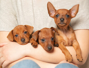 Three puppies from one brood in the hands of a girl. 