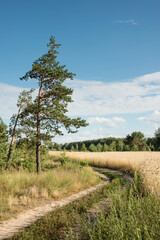 The nature of Belarus - a calm summer landscape on the banks of the Berezina River