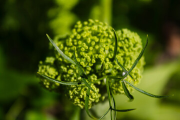 A beautiful green plant. Green natural background. Summer landscape.