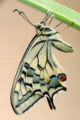 Beautiful bright and large swallowtail (Papilio machaon) butterfly, yellow with a black pattern