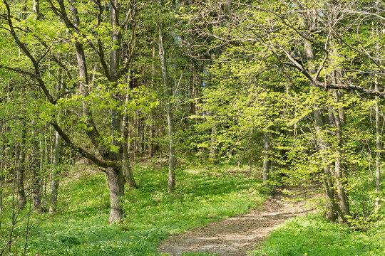 Belarus nature, sunny summer landscape with oaks near the Isloch river