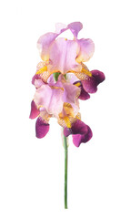 Fototapeta na wymiar Flower of colored iris isolated on a white background