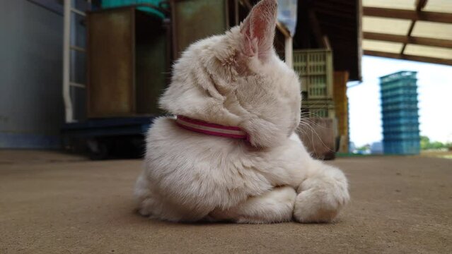 満腹での昼下がり。最高の気候に恵まれた今日に感謝し、私は昼寝をします。おやすみニャーzzz【名前】ハピちゃん【撮影日時】2022年5月25日　14時頃