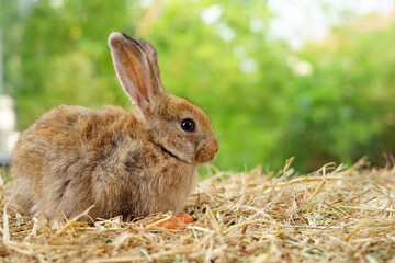 young adorable rabbit,brown fluffy bunny sitting on dry straw, easter animal symbol
