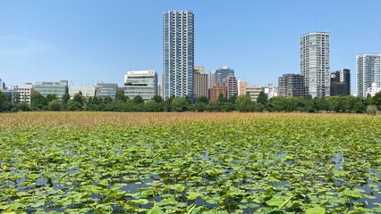 Beautiful beds of water lily leaves on the surface of Ueno park pond, summer greenery with city buildings in the back, downtown Tokyo year 2022 May 19th