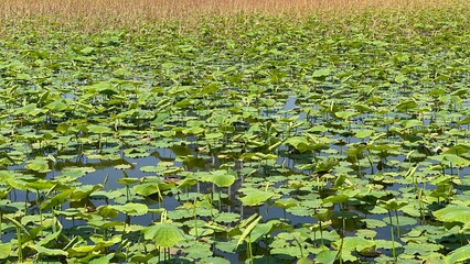 Summer water lily pond in full greenery leaves, downtown Tokyo Ueno park year 2022 May 19th