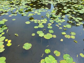 Summer water lily pond in greenery, water surface closeup, year 2022 downtown Tokyo Japan May 19th