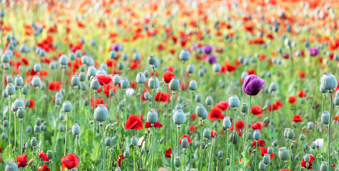 Poppy flower and cocoons growing in a field. Cultivation of medicinal and drug herbs