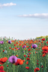 Beautiful floral spring backgroud with copy space. Poppy flower heads in green meadow and blue sky