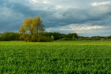 Trees behind a green field and a cloudy sky