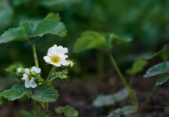 Strawberry bush with green leaves and white flowers in vegetable garden, fruit growing