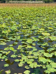 Beautiful beds of water lily leaves on the surface of Ueno park pond, summer greenery with city buildings in the back, downtown Tokyo year 2022 May 19th
