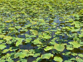 Beautiful beds of water lily leaves on the surface of Ueno park pond, summer greenery with city buildings in the back, downtown Tokyo year 2022 May 19th